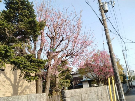 ���̑��@���̖�