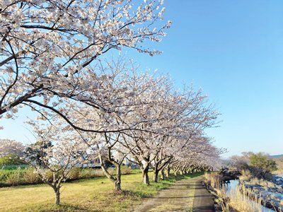 ���̑��@�t�߂̍����؁�