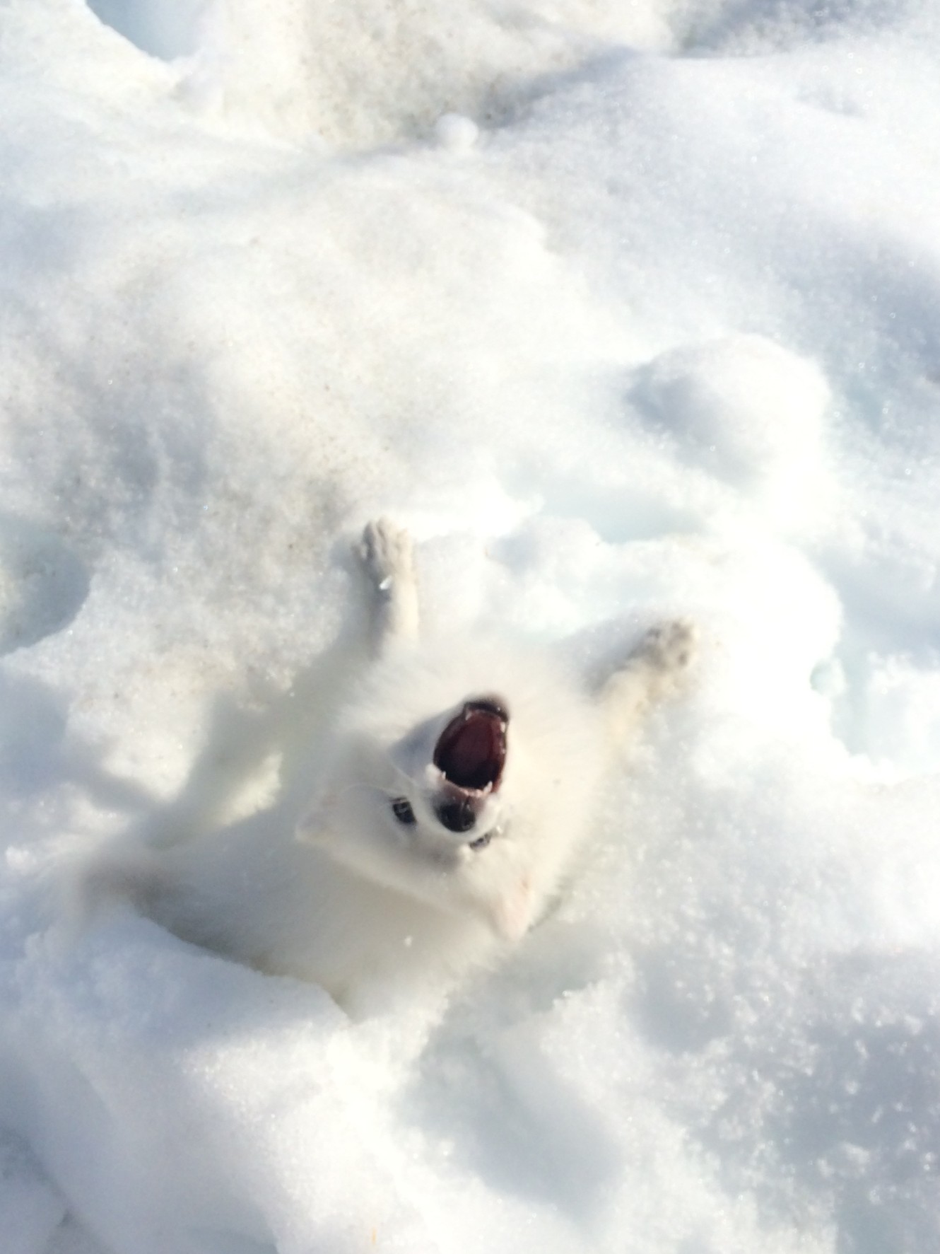 待ち受け 22 11 06更新 静岡県東部の不動産は新日本住建販売 家っち うちっち