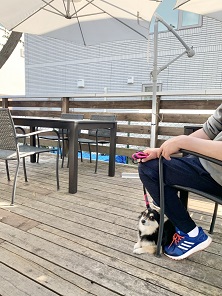 ドッグカフェ 21 07 03更新 静岡県東部の不動産は新日本住建販売 家っち うちっち