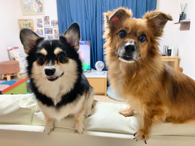 愛犬達 11 23更新 静岡県東部の不動産は新日本住建販売 家っち うちっち